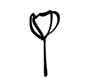 Amapola